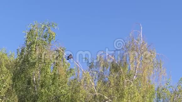 春天的青桦树在蓝天的映衬下视频的预览图