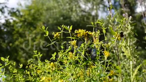 圣约翰麦汁田间有花的药用植物视频的预览图