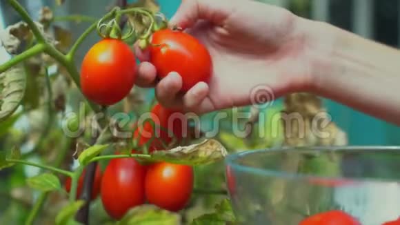 农夫他的手收获成熟的李子红西红柿并把它们放进透明的玻璃碗里在花园里睡觉视频的预览图