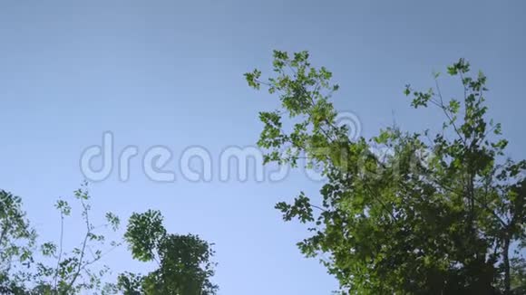 美丽的森林树在天空树叶和树枝在大自然的夏天在公园里视频的预览图