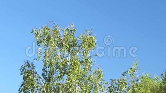 春天的青桦树在蓝天的映衬下视频的预览图