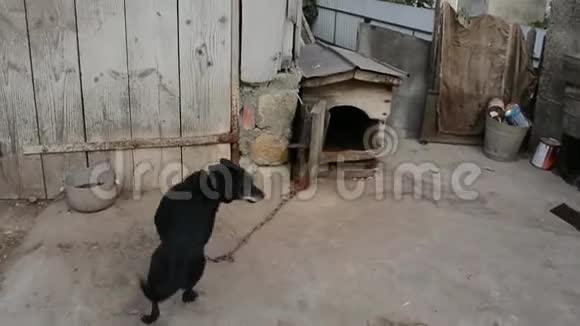 乡下狗带着皮带跑跳起来视频的预览图