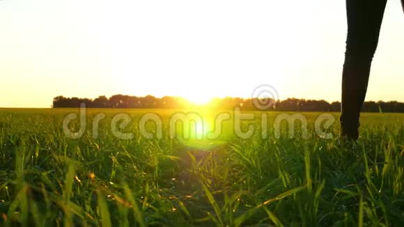 在日落背景下在绿色草坪上行走的女性腿被缓慢拍摄慢动作视频的预览图