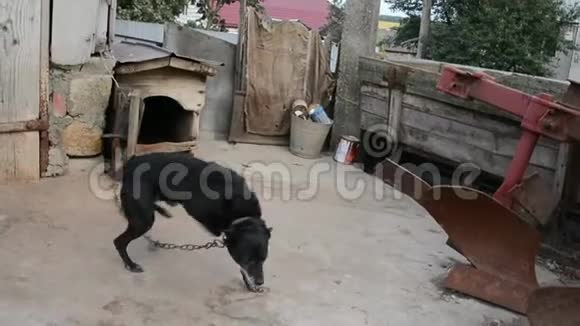 乡下狗带着皮带跑跳起来视频的预览图