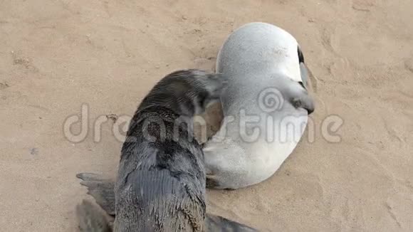 沙滩上两只有趣的毛海豹视频的预览图