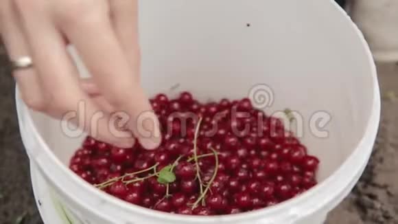 女人在收集浆果的时候把红醋栗放在桶里在水果园采摘浆果视频的预览图