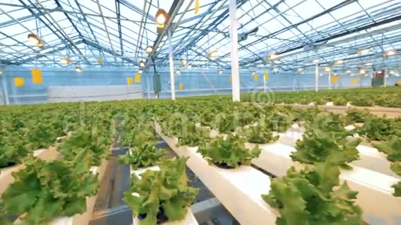 许多生菜植物生长在一个温室里许多盆新鲜生菜在温室里视频的预览图