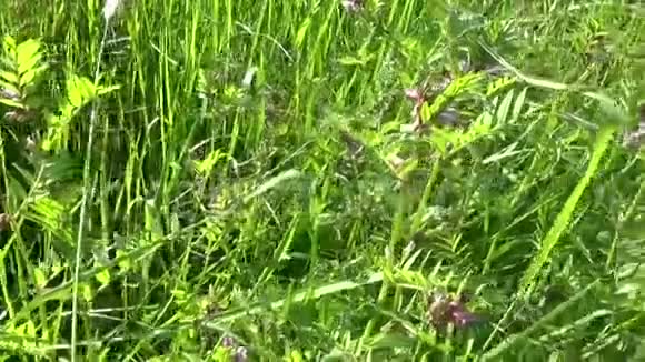 田野里的花运动相机全景与稳定视频的预览图