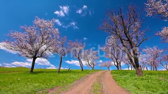 春天的风景开花的树视频的预览图