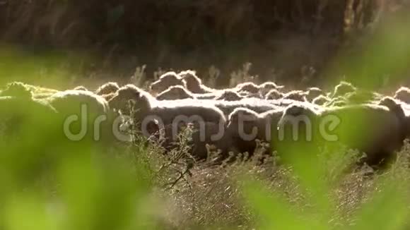 羊群正在移动视频的预览图