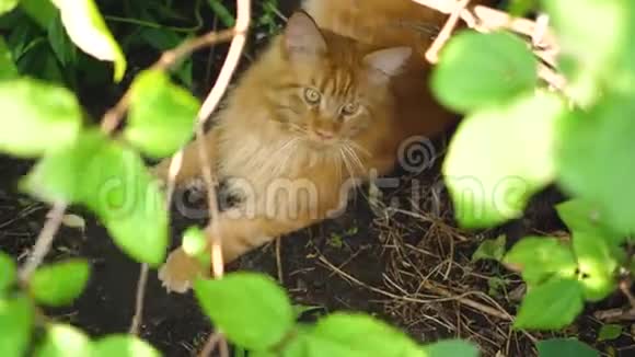 坐在花园灌木丛中的大姜猫缅因州视频的预览图