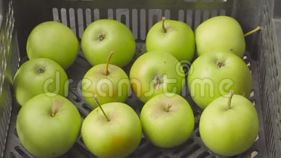 特写细节板条箱与绿色苹果在花园夏季果园收获水果种植者的双手视频的预览图