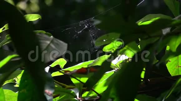 热带雨林丛林中的蜘蛛网视频的预览图