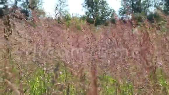 田野里的玉米在风中摇曳视频的预览图