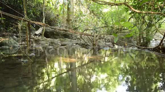森林河流静水景观视频的预览图