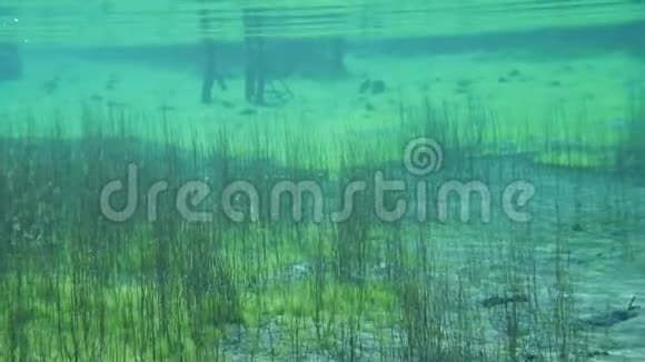 在蓝色清澈的湖水中生长的水下植物视频的预览图