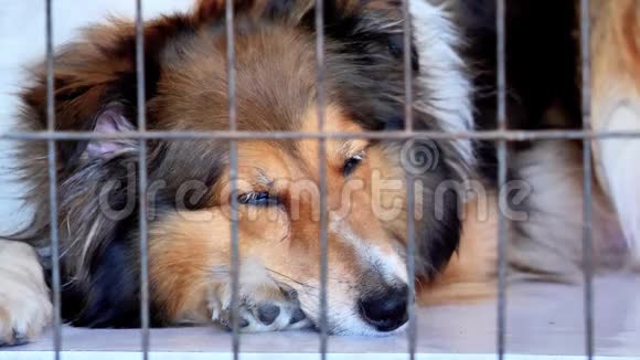 关闭一个雪兰牧羊犬躺在笼子里睡着的视频眼睛半开到完全关闭4k电影视频的预览图
