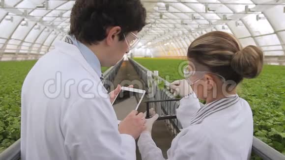 两位科学家讨论并用试管中的培养物样品模拟植物叶片人类工程师手里拿着平板电脑视频的预览图