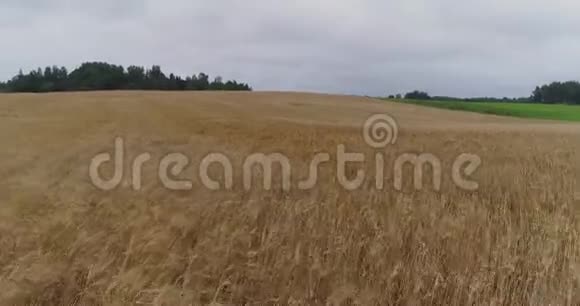 黄田无人机飞行农业农场农业空中景观天空视频的预览图