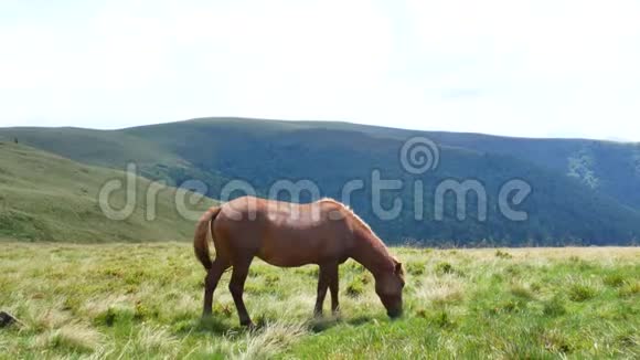 一匹孤独的马在山上放牧喀尔巴阡山脉视频的预览图
