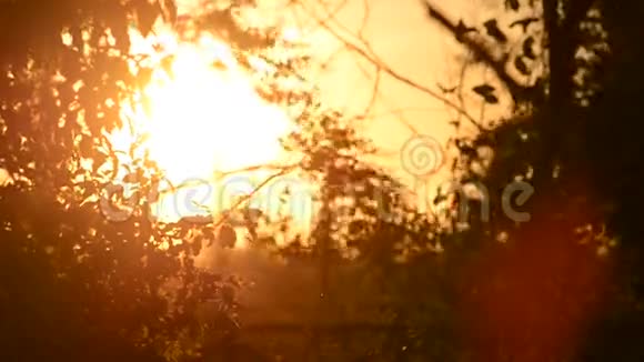 侏儒在日落时飞翔视频的预览图