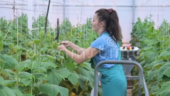 温室的工人关心蔬菜站在移动的机器上用白色的粗绳把茎的末端包裹起来生长视频的预览图