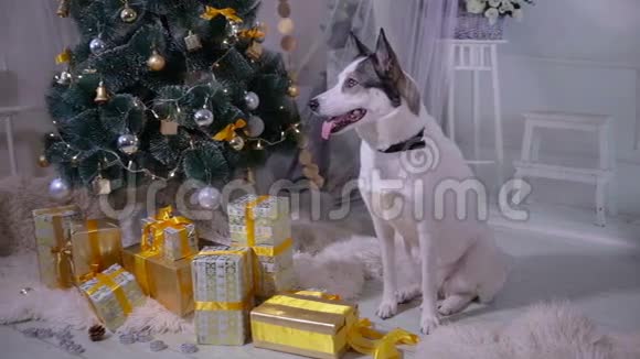狗在圣诞装饰的内部宠物躺在客厅的圣诞树附近视频的预览图