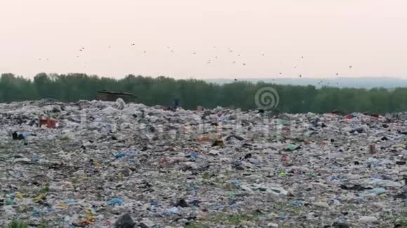 日落时俯瞰巨大的城市垃圾场狗绕着成堆的垃圾跑视频的预览图