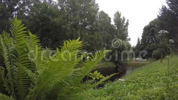 蕨类植物的叶子和雨水落在森林附近的池塘湖水上4K视频的预览图