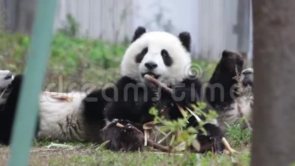 快乐的小熊猫小熊正快乐地吃着竹笋视频的预览图
