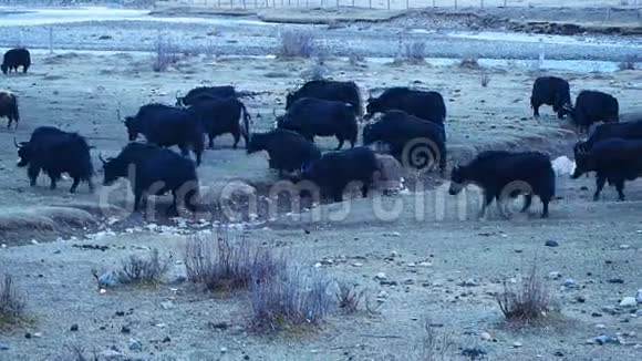 一群牦牛在田野里行走视频的预览图