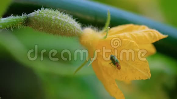 开花黄瓜上的虫子视频的预览图