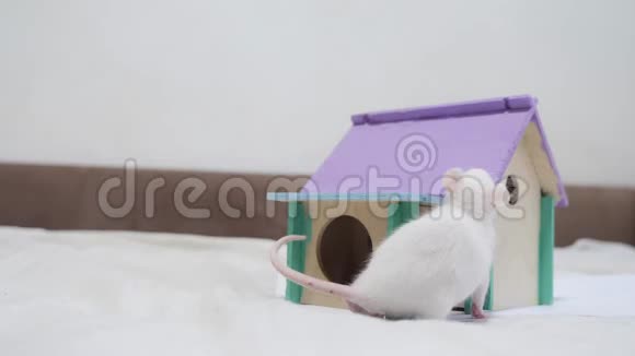 出来的老鼠爬在木屋顶上嗅着一个洞一个可爱的视频从房子的里出来嗅着视频的预览图