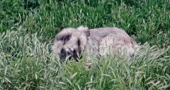狗在茂盛的草地上休息视频的预览图