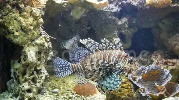 狮子鱼在水族馆里游泳视频的预览图