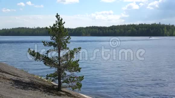萨马湖背景下岩石上的一棵小松树芬兰夏季视频的预览图