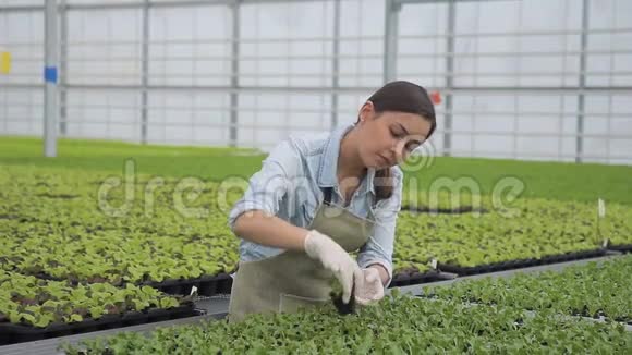 女农艺师在农业控股的温室中考察绿色植物视频的预览图