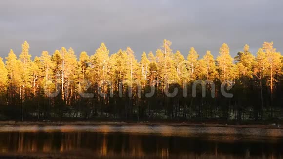 秋日的日出描绘了松树的顶端视频的预览图
