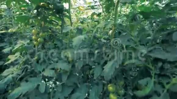绿色植物中高大的番茄幼苗动态镜头视频的预览图