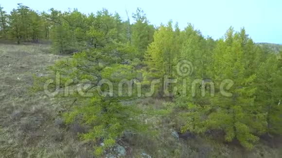 空中无人机视图在夕阳柔和的光线下飞越秋山森林草地和山丘喀尔巴阡山视频的预览图