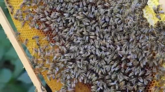 蜂群在蜂巢上视频的预览图