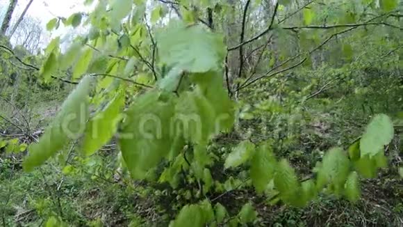春天榉树的嫩叶视频的预览图