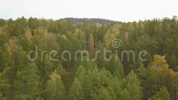 空中无人机视图在夕阳柔和的光线下飞越秋山森林草地和山丘喀尔巴阡山视频的预览图