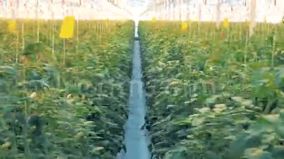 一堆西红柿垂直地绑在一个巨大的温室里视频的预览图