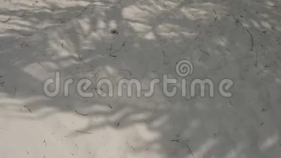 在马尔代夫热带海滩光滑的金色沙滩上的棕榈树视频的预览图
