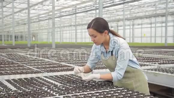 年轻女子在室内水培的温室中除草绿色沙拉苗视频的预览图