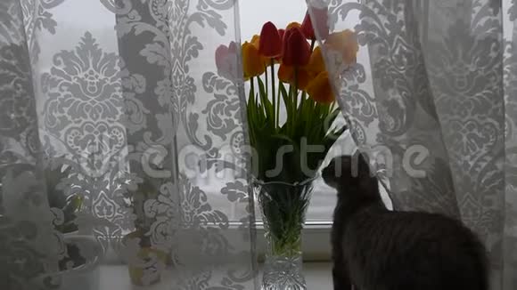 美国短毛猫在冬天的一天在窗户上的郁金香花束附近玩耍视频的预览图