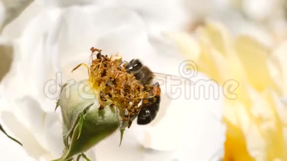 美丽的大黄蜂授粉白玫瑰花在夏季花园4K慢动作特写视频的预览图