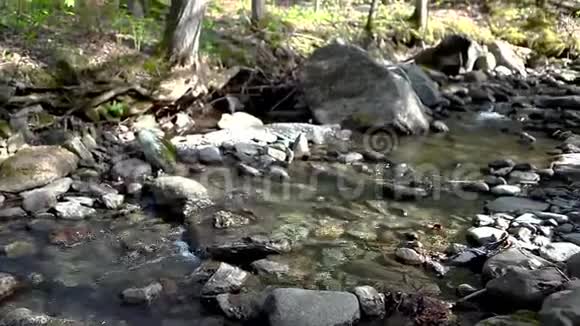 阳光明媚的一天落基溪或小河在森林里流淌视频的预览图