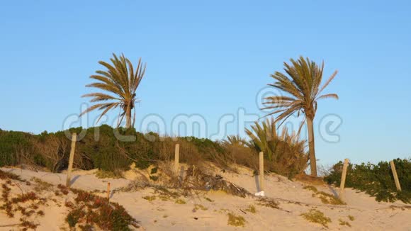 两棵棕榈树和蓝天在热带度假胜地的海滩上视频的预览图